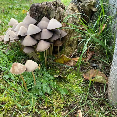 Ferienhaus-roemerthurm Schöder