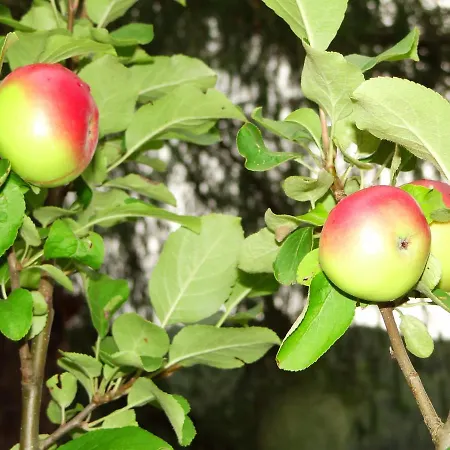Ferienhaus-roemerthurm * Schöder