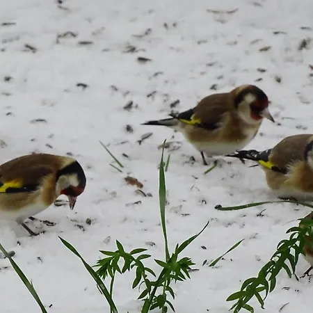 Ferienhaus-roemerthurm