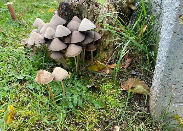 Ferienhaus-roemerthurm Schöder